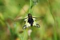 Libelloides coccajus